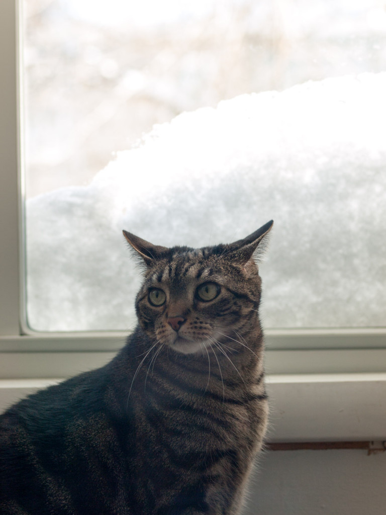 cat looking through snowy window